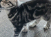 Bsh. Kittens looking for home.