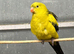 Proven/ breeding pair of rock pebblers