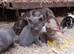 Tabby, Tabby with white and black kittens