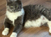 Ragdoll kittens born 10/07/26, 2 left