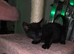 Female kitten looking for a good home