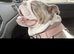 Olde Tyne English bulldogg