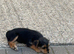 Border Lakeland x puppy&rsquo;s for sale