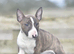 Stunning miniature english bull terrier puppies