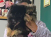 TRUE DWARF K.C registered pomeranian puppy boy, champion bloodlines