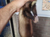 Hob ferret