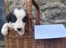 6 border collie puppies