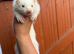 Marked white angora ferret