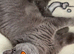 Pedigree British Shorthair Kittens
