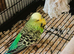 2 x Male budgies, large cage, feeders and drinkers, toys and accessories