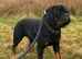 STUD only KC registered Rottweiler