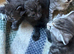 Maine coon kittens available in three weeks