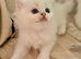 Beautiful cross breed kittens