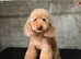 Beautiful Red Miniature Poodle, Stud Package Available.