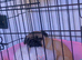 Pug 8months old. Girl