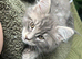 Beautiful Mainecoon kittens