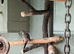 Diamond dove babies