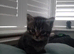 2x Kittens Remaining READY TO LEAVE