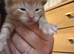 4 stunning ginger kittens