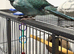 Blue pied kakariki