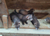 Ferret for sale...........polecat....females and males...born May 2026