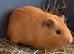 Twin boy guinea pigs for sale