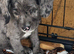 Cockapoo cross