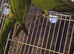 Ringneck