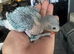 Indian Ringneck babies