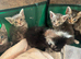 Kittens available ready to go now