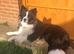 Pedigree border collie female