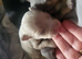 Chihuahua puppies