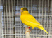 Canary pair for sale
