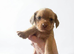 Gorgeous Mauxie girls for sale