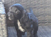 Cocker spaniels