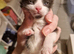 RARE Extra Friendly Sphynx Cross Kittens