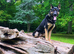 German shepherd female