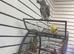 African grey Parrot