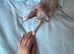 Sphynx Babies