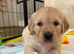 Goldador - Golden Retriever x Labrador Retriever