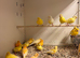 Fife Canaries