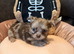 Beautiful Thailand chihuahuas