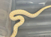 Pair of Hognose