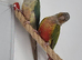 Pineapple Conure and Torquise conure for sale