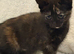 Female Kittens