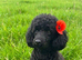 TOY POODLE PUPPIES