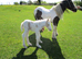 gypsy cob mare
