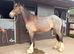 Cob gelding yearling