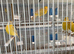 Double wire breeding cages
