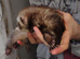 Female ferret
